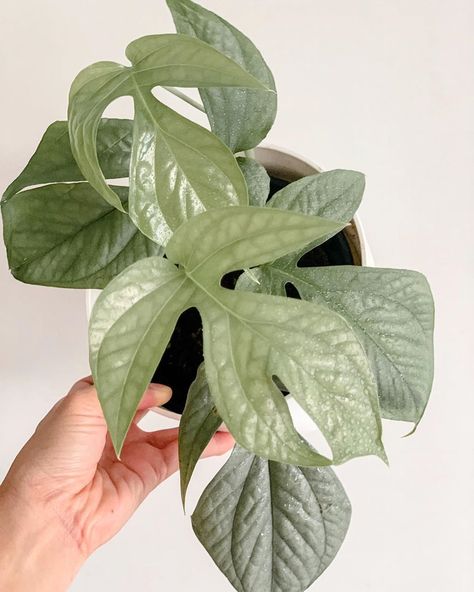 Story of my plants on Instagram: “Amydrium Medium Silver has been sometimes known as the Spider-Man monstera although it does not belong to the monstera genus. It is however…” Amydrium Medium, Silver Plant, Weird Plants, Inside Plants, Starter Plants, Pretty Plants, Plant Mom, All About Plants, Plant Lady