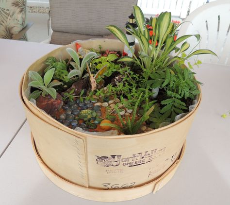 Fairy Garden in a wooden Cheese Box Upcycling, Plant Holder Diy, Wheel Crafts, Diy Thrift Flip, Cheese Boxes, Diy Cheese, Cheese Wheel, Pantry Boxes, Cheese Box