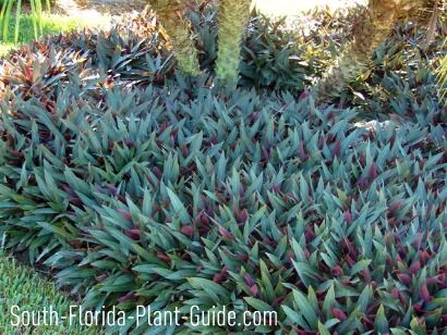 dwarf oyster plant under a triple pygmy date palm: plant under large tree. Pretty Purple leaves with green Pygmy Date Palm, Groundcover Plants, Oyster Plant, Ideas Jardin, Shade Landscaping, Florida Landscape, Florida Garden, Florida Landscaping, Florida Plants