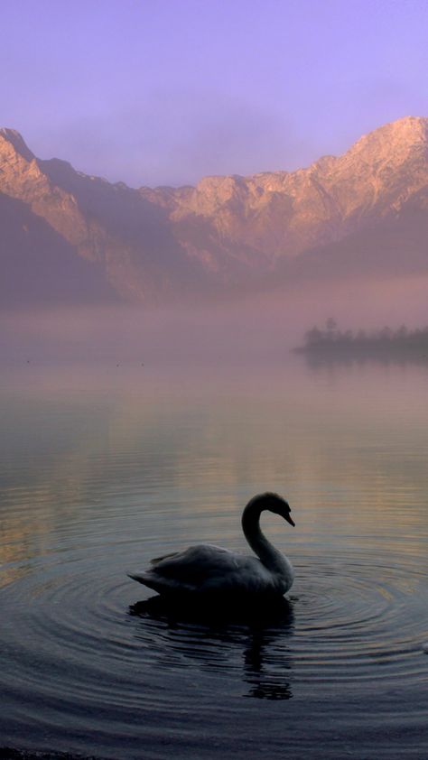 Swan in Mountain Lake iPhone Mobile Wallpaper Swan Phone Wallpaper, Swan Iphone Wallpaper, Good Quality Wallpaper Aesthetic, Swan Lake Aesthetic Wallpaper, Aesthetic Bird Wallpaper, Swan Wallpaper Iphone, Swan Wallpaper Aesthetic, Swan Aesthetic Wallpaper, Mountain Lake Wallpaper