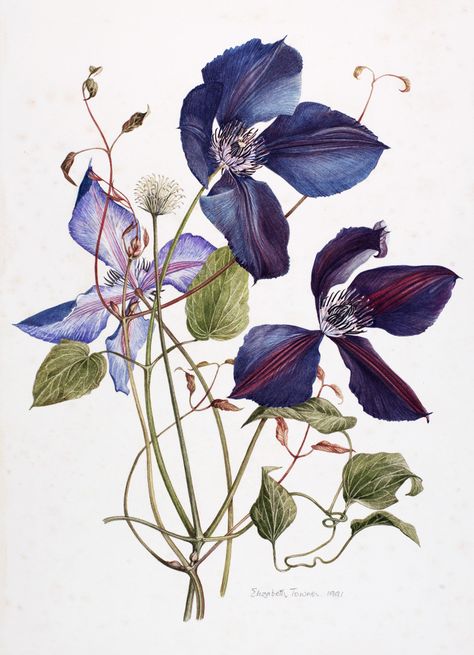 Watercolour and graphite on paper, Towner; Elizabeth (Artist) (1934- 1995) 63549-1001 Clematis Bouquet, Delphinium Bouquet, Coral Painting, Clematis Flower, Watercolor Flower Art, Botanical Illustrations, 수채화 그림, Watercolor Flowers Paintings, Botanical Painting