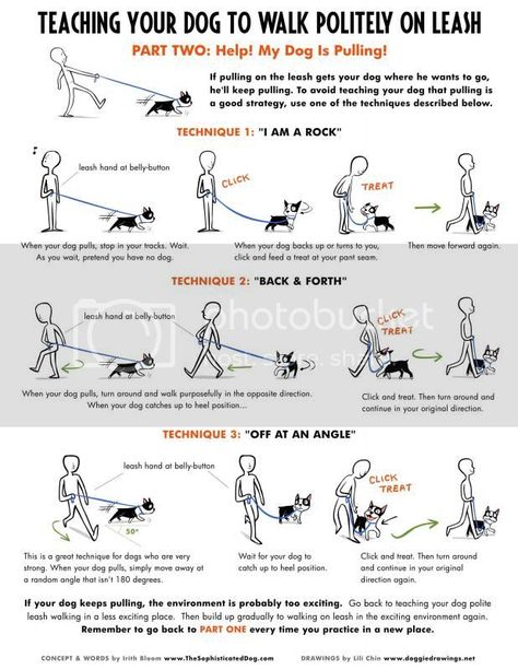 Malinois Training, Loose Leash Walking, Dog Info, Dog Hacks, Dog Care Tips, Training Your Puppy, Pet Hacks, Obedience Training, Dog Obedience