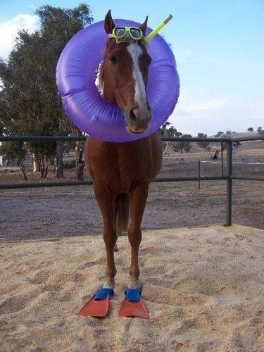 Snorkel horse Horse Quotes, Funny Horse Memes, Humor Animal, Animal Captions, Cute Captions, Rasy Koni, Funny Horses, Funny Horse, Humor Memes