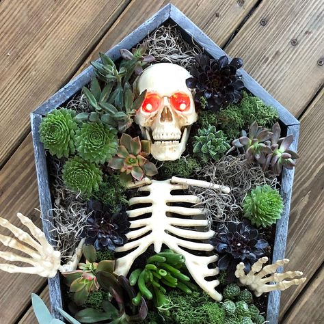 Learn how to make a Halloween coffin centerpiece for a skeleton. Fill your coffin with potting soil and succulents for Halloween decorating. Skeleton Garden, Halloween Party Centerpieces, Halloween Centerpieces, Halloween Table Centerpieces, Planting Pumpkins, Halloween Decor Diy, Happy Haunting, Casa Halloween, Halloween Coffin