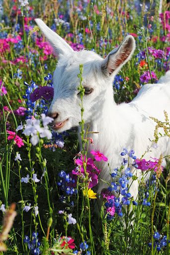 Reminds me of my childhood, we raised goats and in spring our fields looked just like this Era Victoria, Real Animals, Regnul Animal, A Field Of Flowers, Cute Goats, Lambada, Field Of Flowers, Baby Goats, Beltane