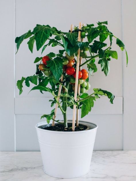 Container Tomatoes: Tips On Growing Tomatoes In Containers Organic Fertilizer For Vegetables, Container Tomatoes, Tomatoes In Pots, Watering Tomatoes, Plant Tomatoes, Tomatoes In Containers, Composting Methods, Tips For Growing Tomatoes, Growing Tomatoes In Containers