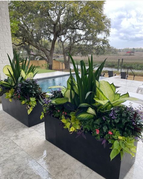 Plants For Planter Boxes Front Porches, Rectangle Flower Pot Ideas, Planter Boxes Around Pool, Long Planter Ideas Outdoor, Pool Deck Planters, Rectangular Planter Ideas, House Entrance Plants, Patio Pots Ideas Planters, Deck Planter Ideas