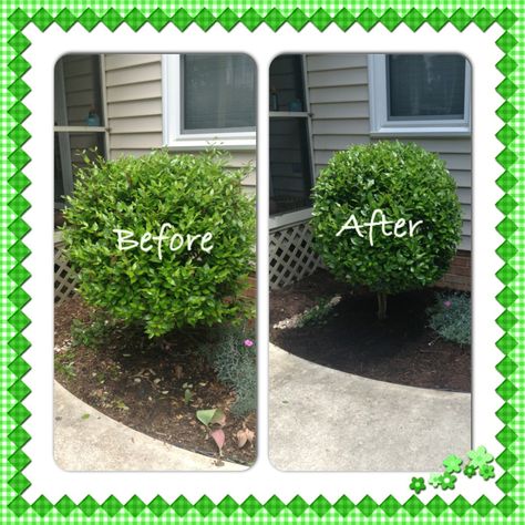 Hedge trimming. Simple ball shape. Beautiful! Buxus Hedge Border, Trim Boxwood Shrubs, Hedge Shape Ideas, Trim Bushes Shape, Bush Trimming Shape, Cloud Pruning, Outdoor Topiary, Curb Appeal Landscape, Lush Lawn