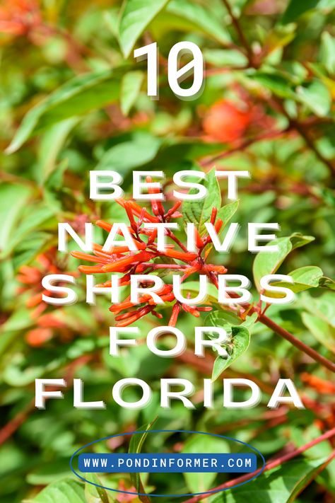 Check out these vibrant native shrubs that will add robustness and beauty to your outdoor space—perfect for Florida gardens. #FloridaGardens #NativeShrubs #FloridanFlora Shade Garden Florida, Florida Landscaping Ideas Front Yards Native Plants, Firebush Plant Florida, English Garden In Florida, Seawall Landscaping, North Florida Landscaping, Florida Native Plants Landscapes, Florida Native Landscaping, Florida Garden Ideas