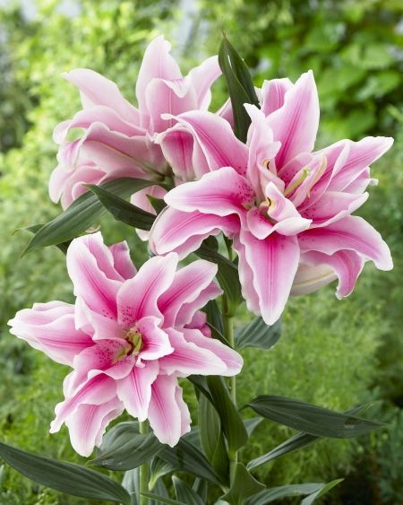 Sun Plants, Dutch Gardens, Flowers In Bloom, Day Lilies, Rose Lily, Lukisan Cat Air, Lily Flower, Flower Beauty, Beautiful Blooms