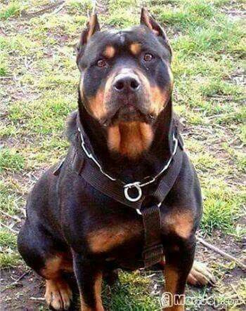 Who ever clipped his ears should be prosecuted Pitbull Mix Puppies, Pitbull Dog Breed, Rottweiler Puppies For Sale, Rottweiler Breed, Bully Breeds Dogs, Rottweiler Love, Rottweiler Mix, Rottweiler Lovers, Dog Personality