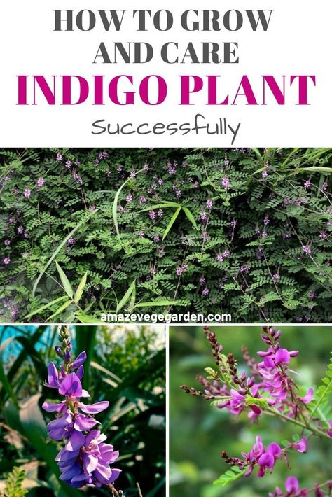 The indigo plant can be grown from seed fairly easily. The plant will grow best when it is kept very warm. It is a lovely plant to have in your home in a sunny location, but will not thrive very well outside. Here is some tips and hints for how to grow and care your indigo plant. #indigo #plant #growing #gardening Japanese Indigo Plant, Growing Indigo, Allotment Planning, Dye Garden, Vege Garden, Ocean Garden, Wild Indigo, Succulent Planter Diy, Soap Design