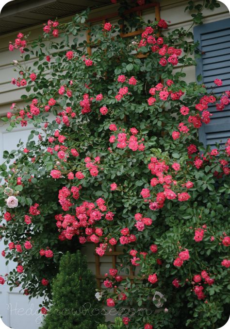 Growing a Flower Carpet® Rose as a Climber | Hedgerow Rose Carpet Roses, Zephrine Drouhin Climbing Rose, Trellis Arbor, Awakening Climbing Rose, Cecil Brunner Climbing Rose, Light Pink Climbing Roses, Roses Climbing, The Generous Gardener Climbing Rose, Ground Cover Roses