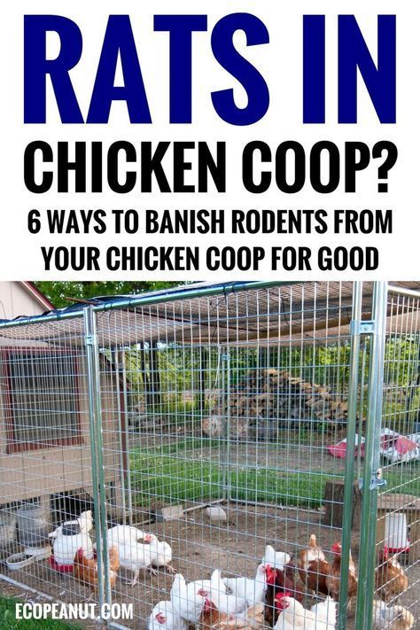 Chicken Coop Easy, Get Rid Of Rats, Raising Turkeys, Getting Rid Of Rats, Chicken Incubator, Best Egg Laying Chickens, Egg Laying Chickens, Chicken Pen, Backyard Chicken Coop Plans