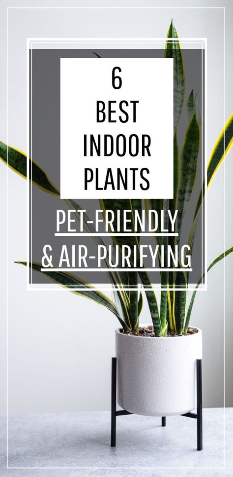 Indoor Plants Pet Friendly, Pet Friendly House Plants, Safe House Plants, Big Indoor Plants, Plants Pet Friendly, Hobbies To Try, Best Indoor Plants, Air Purifying Plants, Indoor Gardens