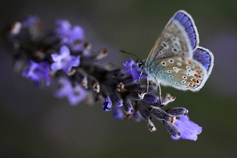 Butterfly on lavender, Buckfast Abbey,Devon by Starman59 on Flickr.  Photo by Jeff Schwingen Butterfly Chrysalis, Dragon Flys, Butterfly Kisses, A Butterfly, Butterfly Wings, Beautiful Butterflies, Shades Of Purple, Nature Beauty, Beautiful World