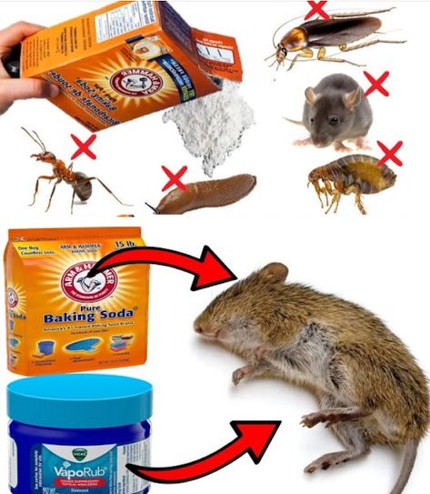 Mouse Repellent: 7 Natural... - Our Grandma’s recipes Mouse Deterant, Diy Mice Repellent, Mouse Deterrent, Motivation Hacks, Mouse Poison, How To Deter Mice, Mouse Repellent, Getting Rid Of Rats, Bug Spray Recipe