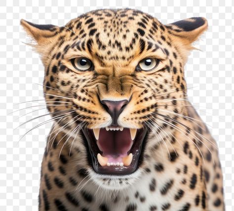 Leopard Makeup, Cheetah Face, Jaguar Leopard, Face Png, Cheetah Animal, Lights Background, Big Cats, Jaguar, Transparent Background