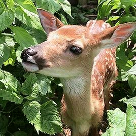 Deer Gif, Funny Deer, Whitetail Deer, Cute Wild Animals, Baby Deer, Woodland Creatures, Sweet Animals, Animal Planet, Zoo Animals