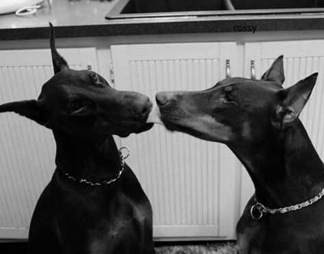 Two Dobermans Aesthetic, Dobermans Aesthetic, Doberman Skeleton, Onyx Aesthetic, Pet Spaces, Doberman Puppy, Doberman Dogs, Black And White Dog, Kittens And Puppies