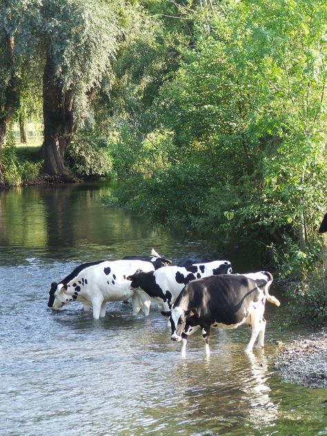 Vakantie......oei, ze kwamen wel heel dicht bij! Sharon Santoni, My French Country Home, Dairy Cattle, Swimming Hole, Texas Country, Dairy Cows, Country Scenes, Country Side, Dairy Farms