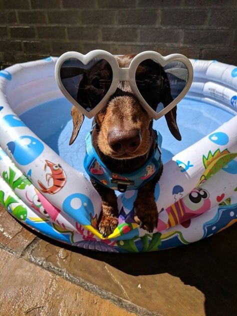 Really Cute Dogs, Funny Dachshund, Weenie Dogs, Dachshund Lovers, Dachshund Puppies, Dachshund Love, Silly Animals, Cute Funny Dogs, Weiner Dog