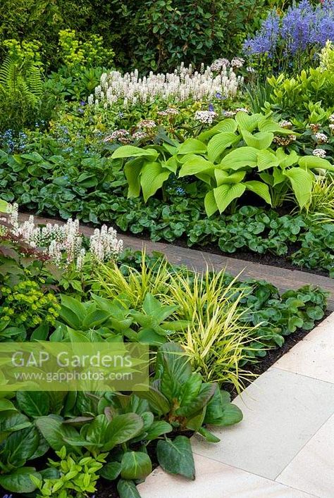 Border planting with wooden walkway through, containing Camassia, Tiarella cordifolia, Euphorbia, Hostas, Viburnum davidii, Grasses, Bergenia and Vinca - RHS Malvern Spring Festival Viburnum Davidii, Tiarella Cordifolia, Bergenia Cordifolia, Pacific Northwest Garden, Garden Shade, Landscaping With Boulders, Wooden Walkways, Front Landscaping, Plant Photography