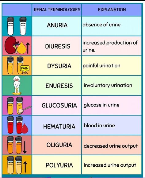 Renal Physiology Notes, Renal System Nursing, Urinary Elimination Nursing School, Iga Nephropathy, Med Doctor, Renal System, Nursing School Studying Cheat Sheets, Nursing School Inspiration, Nurse Teaching