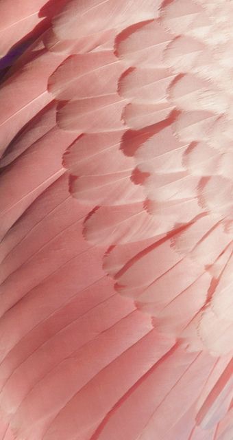 Feather Aesthetic, Feather Texture, Wallpaper Texture, Peach Aesthetic, Pastel Pink Aesthetic, Pink Bird, Pink Feathers, Everything Pink, Color Textures