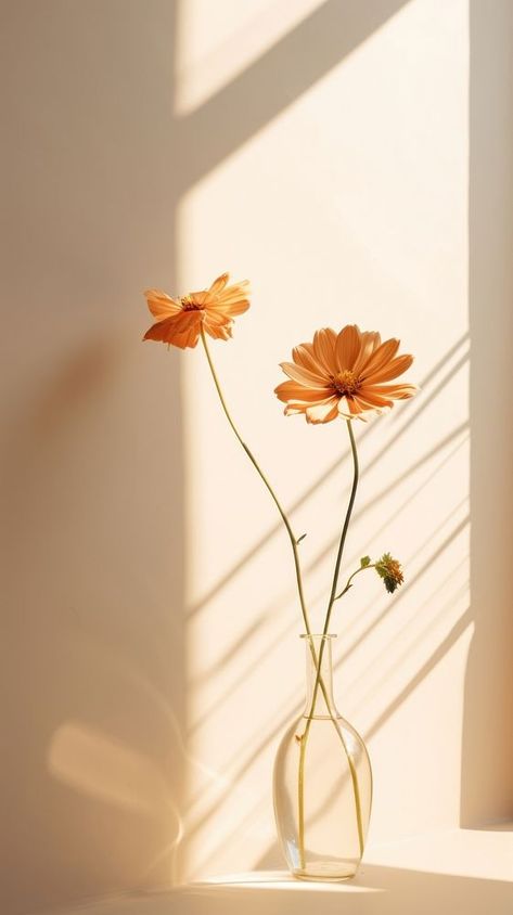 Flower windowsill sunlight shadow. AI generated Image by rawpixel. | free image by rawpixel.com / Jubjang Iphone Wallpaper Orange, Sunlight Aesthetic, Shadow Images, Flower Shadow, Wallpaper Flower, Flower Iphone Wallpaper, Vase Flower, Wallpaper Wallpaper, Minimalist Aesthetic