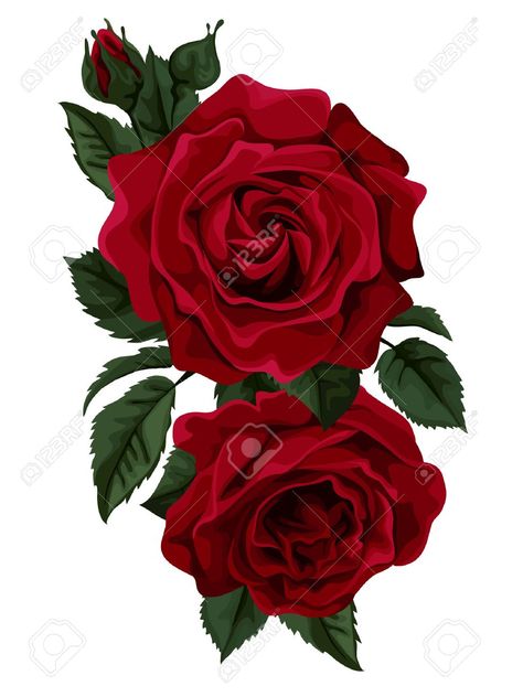 Vector - Beautiful bouquet of red roses isolated on white. Perfect for background greeting cards and invitations of the wedding, birthday, Valentine Red Flower Tattoos, Flower Background Design, Red Rose Tattoo, Rose Images, Rose Drawing, Roses Drawing, Rose Wall, Trendy Flowers, Rose Art