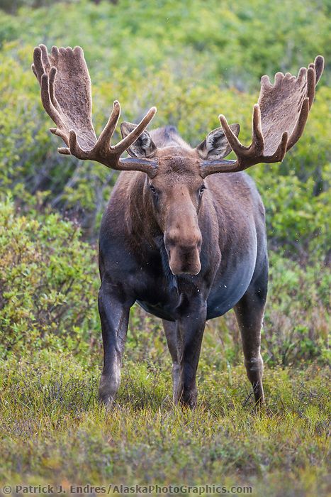 Moose Painting, Moose Pictures, Moose Hunting, Deer Species, Wild Animals Photography, Bull Moose, Moose Antlers, Denali National Park, Majestic Animals