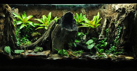 Dart Frog Vivarium | Flickr - Photo Sharing! Dart Frog Tank, Dart Frog Terrarium, Frog Vivarium, Dart Frog Vivarium, Bioactive Vivarium, Frog Habitat, Frog Terrarium, Frog Tank, Gecko Terrarium