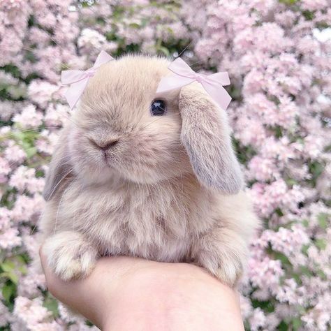 Rabbits Cute, Perfectly Timed Photos, Animal Lovers, Funny, Animals