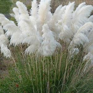 Different colors of PAMPAS GRASS cortaderia selloana 100 | Etsy Purple Pampas Grass, Bonsai Trees For Sale, White Pampas, Plant Home Decor, Pink Pampas Grass, Perennial Grasses, Fountain Grass, Plant Home, Grass Flower