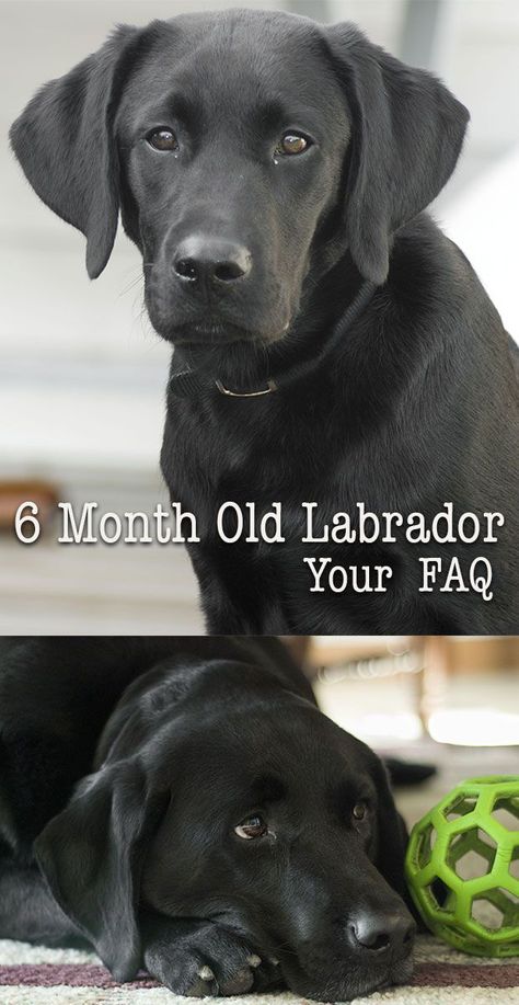 What is 'normal' for a six month Labrador puppy? We look at your weight, training, feeding and behaviour questions, so that you can know what to expect. Labrador Puppy Training, Labrador Retriever Training, Puppy Time, Black Dogs, Lab Puppy, Black Labrador Retriever, Labrador Retriever Puppies, Six Month, Lab Puppies