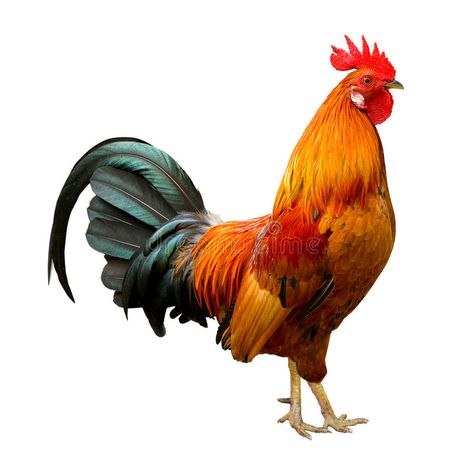 Rooster Pictures, Beautiful Rooster, Rooster Images, Rooster Illustration, Rooster Breeds, Chicken Images, Rooster Tail, Fancy Chickens, Animal Cutouts