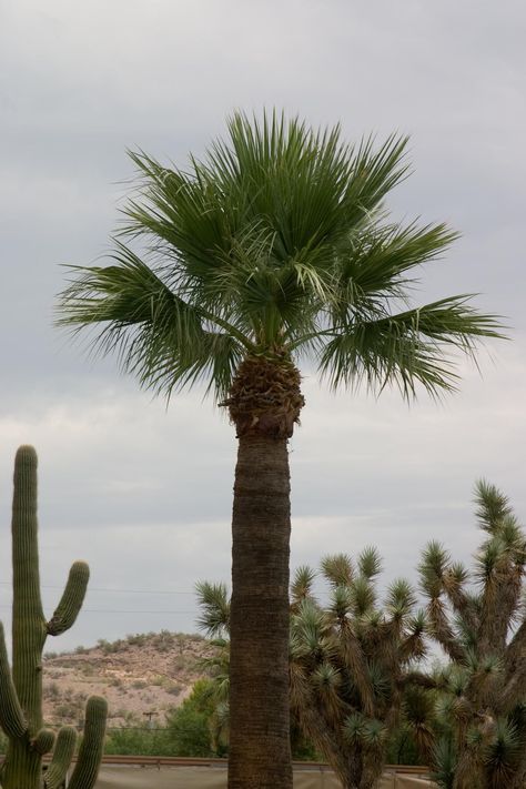 Mexican fan palms. Mexican Fan Palm, About Trees, Fan Palm, Trees Forest, Beautiful Trees, Tree Forest, Beautiful Tree, Joshua Tree, Plant Life