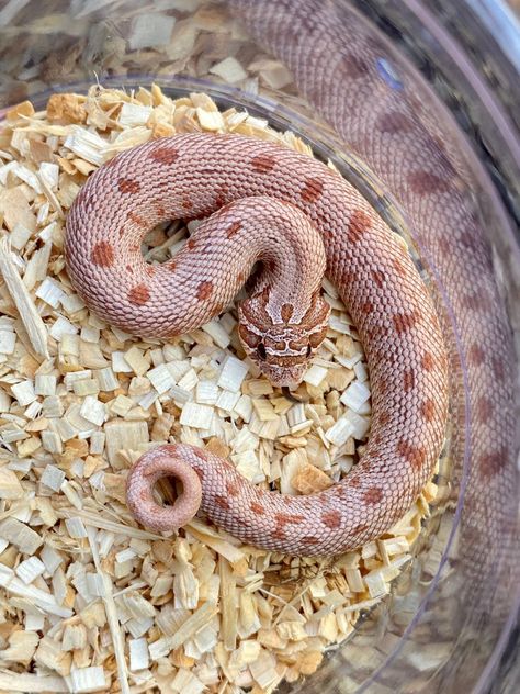 Lavender Anaconda 50% Het Albino Western Hognose by Frameshift Reptiles LLC Snakes Hognose, Lavender Hognose, Hognose Morphs, Hog Nose Snake Morphs, Hognose Snake Morphs, Snake Morphs, Western Hognose, Albino Python Snake, Eastern Hognose Snake