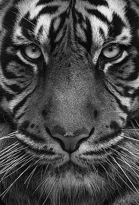 Tiger Tiger Images Hd Black And White, Tiger Art Black And White, Tiger Pencil Sketch Realistic, Black And White Tiger Drawing, Tiger Sketch Realistic, Black And White Tiger Art, Tiger Black And White Photography, Animal Realistic Drawing, Tiger Drawing Sketches