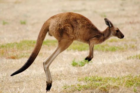 Cyclist's Breast Implants act as 'Air Bags... Scottish Terrier, Nature, Kangaroo Jumps, Australian Icons, Talking Parrots, Scottish Terriers, Australian Animals, Animal Projects, Boeing 747