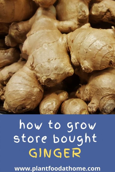 Growing Ginger Indoors, Home Kitchen Ideas, Growing Cilantro, Ginger Rhizome, Growing Ginger, Ginger Plant, Kitchen Ideas Modern, Vegetable Garden Diy, Organic Mulch