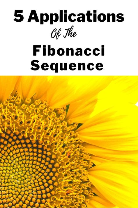 Fibonacci Sequence Art, Fibonacci Sequence In Nature, Fibonacci Spiral Art, Leonardo Fibonacci, Golden Ratio Art, Golden Ratio Spiral, Proportion Art, Fibonacci Art, Fibonacci Golden Ratio