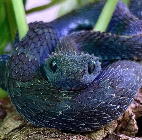 Pictures Worth More Than 1000 Words (23 images) - I Can Has Cheezburger? Pretty Snakes, Regnul Animal, Blue Snake, Cute Reptiles, Cute Snake, Beautiful Snakes, Pet Snake, Rare Animals, Pretty Animals