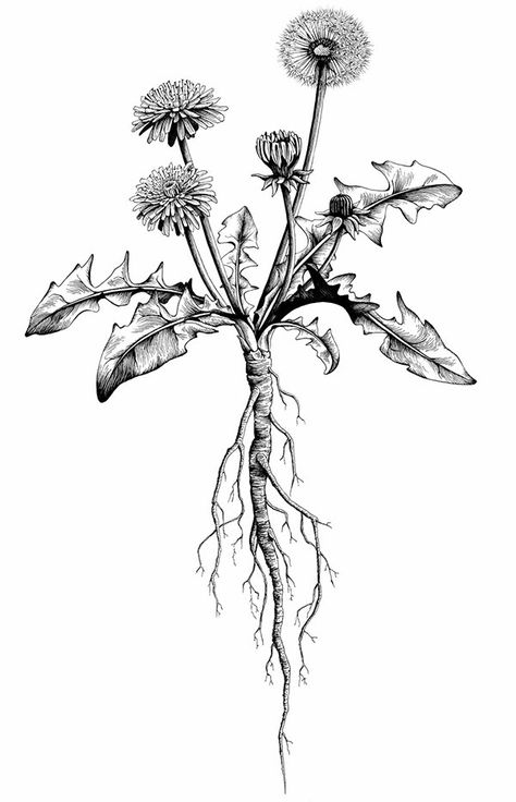 Dєŋʈ ∂є ᏝįᎧŋ Roots Drawing, Botanisches Tattoo, Dandelion Tattoo Design, Dandelion Drawing, Roots Tattoo, Dandelion Plant, Kunst Tattoos, Dandelion Tattoo, Plant Tattoo