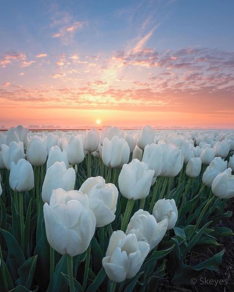 Inspo Wall, Pretty Vibes, Tulip Season, Book Cover Artwork, Color Wallpaper Iphone, Color Wallpaper, Tulip Fields, Field Of Flowers, Therapy Room