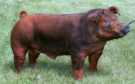 Duroc Duroc Pig Breed, Pastured Pigs, Pig Breeds, Hog Hunting, Hog Heaven, Pig Farming, Ffa, Hippopotamus, Mixed Breed