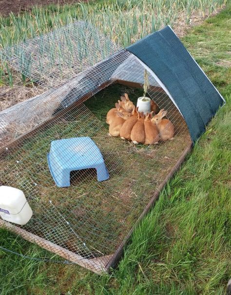 Rabbitry Setup Ideas, Rabbit Cages Outdoor, Rabbit Hutch Plans, Diy Rabbit Cage, Raising Rabbits For Meat, Diy Rabbit Hutch, New Zealand Rabbits, Rabbit Pen, Outdoor Rabbit