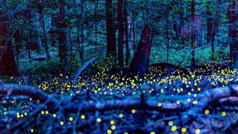 RoadTrip: Synchronous Fireflies at Congaree National Park Synchronous Fireflies, Congaree National Park, Smoky Mountain National Park, Flash Photography, Natural Phenomena, Smoky Mountains, Firefly, Hiking Trails, South Carolina