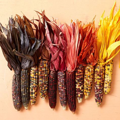 Dyed corn husks: You can dye husks on ears of dried corn to make radiant centerpieces or mantel displays, or use just the husks for the crafts on the next slides. No, you won't have to shuck a mountain of corn-instead, buy an inexpensive package of tamale wrappers at a Mexican market or online. Full instructions and crafts ideas at our story. Corn Decorations, Corn Husk Wreath, Corn Husk Crafts, Corn Husks, Diy Dye, Straw Wreath, Dried Corn, Glass Cylinder Vases, Indian Corn